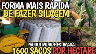 Forma mais rápida de fazer silagem ensacada 1600 sacos por hectare estimativa de produtividade [upl. by Ateikan]