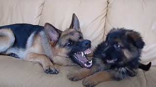 German Shepherd and Puppy Playing On Couch [upl. by Atnima]