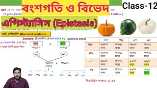 Epistasis in Bengali এপিস্ট্যাসিসবংশগতি ও বিভেদ  class12 [upl. by Simpson]