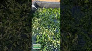 Anubias on Anubias on Anubias [upl. by Batty]