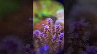 Gorgonian Purple Candelabra  eating reef roids reef aquarium reefroids gorgonian softcoral [upl. by Itteb]