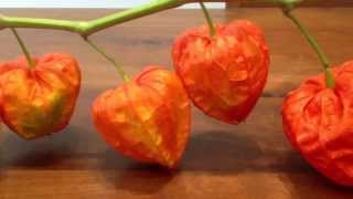 Chinese lantern plant [upl. by Skiba591]