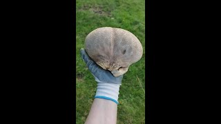 ליקוט פטריות ברומניה אבקית Lycoperdon  Hunting mushrooms in Romania תהנו מהחיים ואל תשכחו לחייך [upl. by Ahidam568]