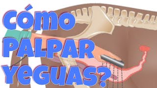 EXAMEN GINECÓLOGO A YEGUA PASO A PASO [upl. by Asilegna369]