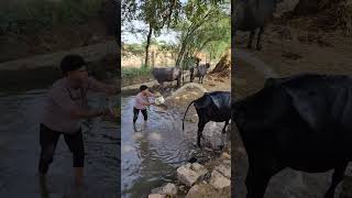 Gau Mata Song song cow newharyanvisong gaumata [upl. by Zenas917]