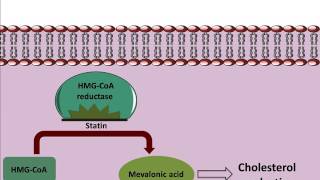 Mechanism of action of Statins [upl. by Ivens973]