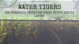 Water Tigers The Voracious Predatory Larvae of the Great Diving Beetle [upl. by Berlyn]