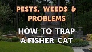 How to Trap a Fisher Cat [upl. by Alfons]