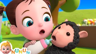 Mary Had A Little Lamb  Nursery Rhymes amp Kids Songs  NuNu Tv [upl. by Osmo]