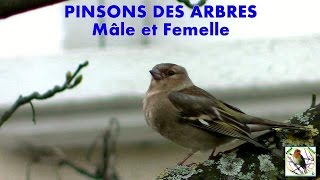 PINSON des ARBRES femelle [upl. by Enyamrahc]