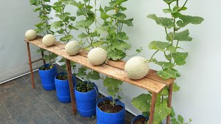 Easy method to grow cantaloupes at home with big sweet fruits [upl. by Duleba]