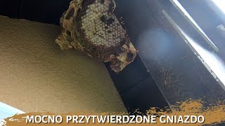 Mocno przytwierdzone gniazdo  usuwanie gniazda szerszeni [upl. by Oiluarb127]