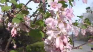 Ribes  Pink Flowering Currant  Blóðrifs  Bleik blóm  Garðagróður [upl. by Leahcimnaj899]