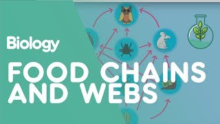 Food Chains amp Food Webs  Ecology amp Environment  Biology  FuseSchool [upl. by Vidovik]