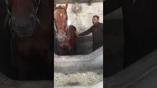 Orchitis in Horse and treatment l Dr Mohsin Arshad [upl. by Kopans200]