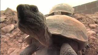 The Heat is On Desert Tortoises amp Survival Part 1 of 4 [upl. by Jasmin]