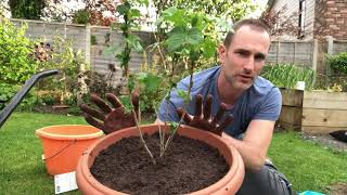 How To Plant Blackcurrants In A Container Planting Blackcurrants Vegetable Gardening [upl. by Pedroza]