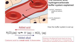 Buffer action in the blood [upl. by Kerk]