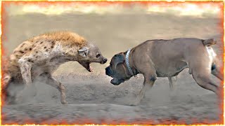 Boerboel VS Hyena [upl. by Huber]