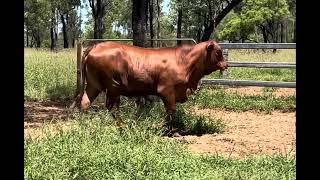 Lot 32 Calco Hilton  Droughtmaster National Female Sale 2024 [upl. by Yral]