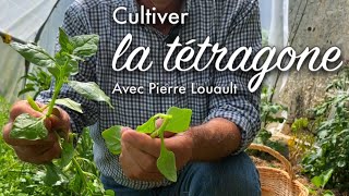 Cultiver la biodiversité au potager avec la tétragone [upl. by Elletnohs]