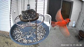 20240313  A compilation of the final Northern Cardinal visits of the day [upl. by Aneekas]