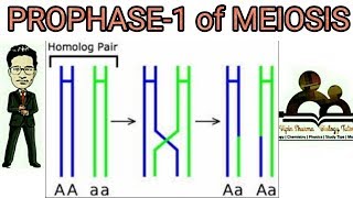 Prophase 1 of meiosis 1 detailed leptotene zygotene pachytene diplotene diakinesis explained [upl. by Earezed]