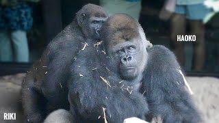 Silverback Gorilla Cuddles Up To His Son  The Haokos Group  Shabanis Sibling [upl. by Fornof]