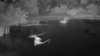 Pennantwinged Nightjar Rosies Pan Jan 3 2022 730 PM SAST exploreorg [upl. by Vidovik]