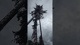 First responders untangle bald eagles from each other Shorts [upl. by Eisnyl]