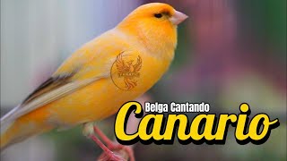 Canario Belga Cantando 303 Canto de Canário Belga para Esquentar Qualquer Canário Frio [upl. by Schoof263]