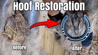 Full Hoof Restoration in 4K  Oddly Satisfying Hoof Restoration  ASMR  Farrier  Horse Shoeing [upl. by Trilly]