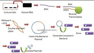 cDNA library [upl. by Nomannic]