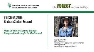 E LECTURE How Do White Spruce Stands Respond to Drought in Maritimes [upl. by Moorefield]