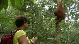 INDONESIA Orangutan Gunung Leuser Bukit Lawang Sumatra HDvideomp4 [upl. by Linder]