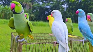 Parrot Natural Sounds  Parrot Talkingmp4 [upl. by Stewardson]