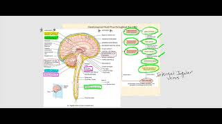 Lecture Video 5 The Brain [upl. by Boggs]