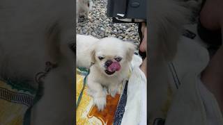 Long Seizure  Movement Disorder in small Pekingese dog part 3 of 3 [upl. by Boynton]