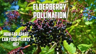 How Close do Elderberries Need to be for Proper Pollination [upl. by Niwrad]