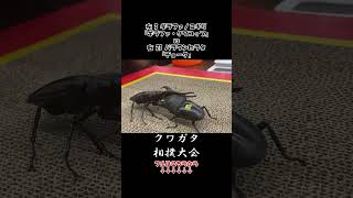 ギラファノコギリクワガタ ギラファ・クワコップ vs パラワンオオヒラタクワガタ チョーク クワガタ 虫バトル 昆虫バトル [upl. by Yraeht]