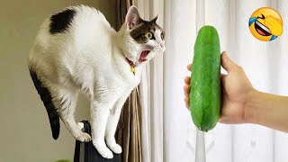 New Funny Animals 2024 😄 Funniest Cats and Dogs Videos 😻🐶 Part 4 [upl. by Juakn]