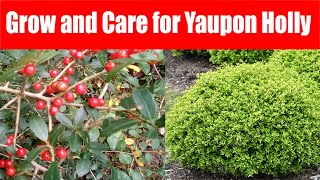 How to Grow and Care for Yaupon Holly [upl. by Colton]