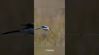 The Butcher Shrike Bird 😯 omg [upl. by Gnok]