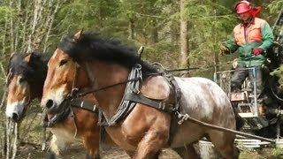 Horse logging Biomass Sweden 2012 [upl. by Airdnat]