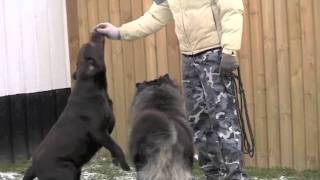 Katte og hundepension Birkemose [upl. by Anuahsed]