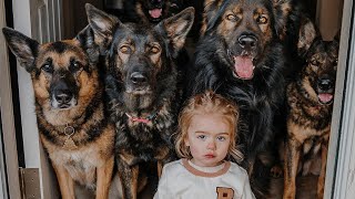 Huge German Shepherds Protect Baby as If Its Their Puppy [upl. by Satsoc]