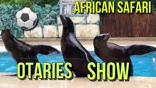 SPECTACLE DES OTARIES  ZOO AFRICAN SAFARI  PLAISANCE DU TOUCH 31  VLOG [upl. by Naillimixam]