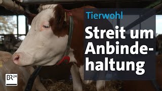 Welche Landwirtschaft wollen wir Streit um Anbindehaltung und Tierwohl  Abendschau  BR24 [upl. by Kylstra]