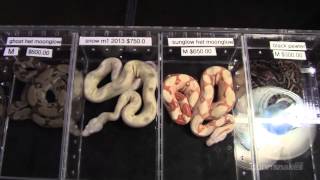 2013 Canadian Reptile Breeders Expo CRBE [upl. by Swithin]