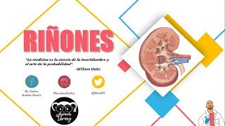 Anatomía  Riñón Pt I Caras Bordes Relaciones Fascia Renal [upl. by Darryn]